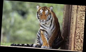 Ad: Milli Hayvan.jpg
Gösterim: 269
Boyut: 15.5 KB