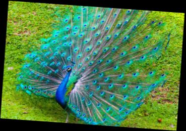 Ad: Milli Kuş.jpg
Gösterim: 293
Boyut: 28.7 KB