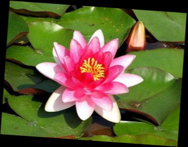 Ad: Milli Çiçek.jpg
Gösterim: 286
Boyut: 21.5 KB