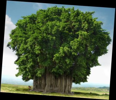 Ad: Milli Ağaç.jpg
Gösterim: 318
Boyut: 25.4 KB