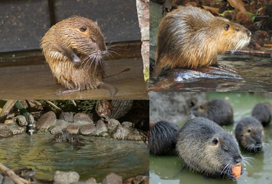 Ad: Koypu (Su Maymunu) (Myocastor coypus)1.jpg
Gösterim: 1585
Boyut: 49.1 KB