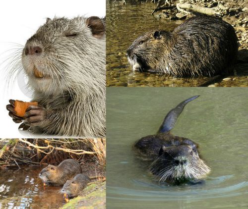 Ad: Koypu (Su Maymunu) (Myocastor coypus)2.jpg
Gösterim: 2174
Boyut: 57.9 KB