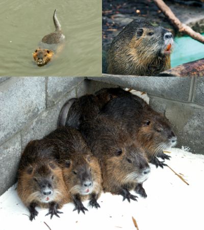 Ad: Koypu (Su Maymunu) (Myocastor coypus)3.jpg
Gösterim: 1510
Boyut: 33.8 KB