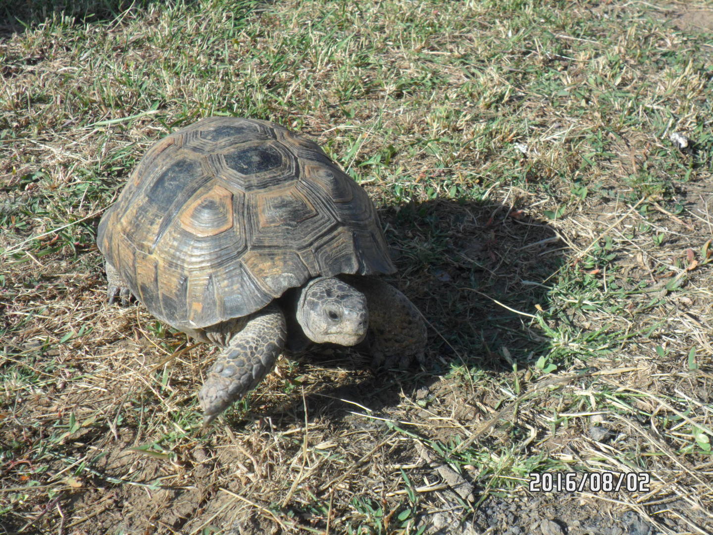 Ad:  SAM_0786.jpg
Gsterim: 432
Boyut:  439.6 KB