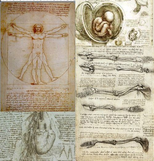 Ad:  anatomi2.jpg
Gsterim: 3559
Boyut:  77.4 KB