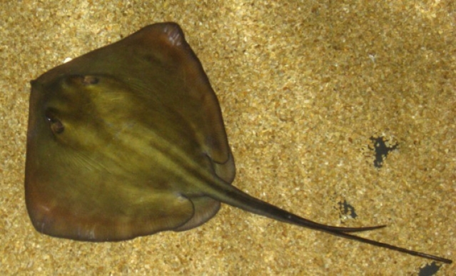 Ad:  trpana bal 2.jpg
Gsterim: 3125
Boyut:  197.6 KB