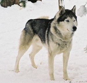 Ad:  sibirya kurdu.jpg
Gsterim: 618
Boyut:  23.3 KB