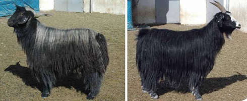 Ad: kil_kecisi_yetistirmek.jpg
Gösterim: 971
Boyut: 42.2 KB