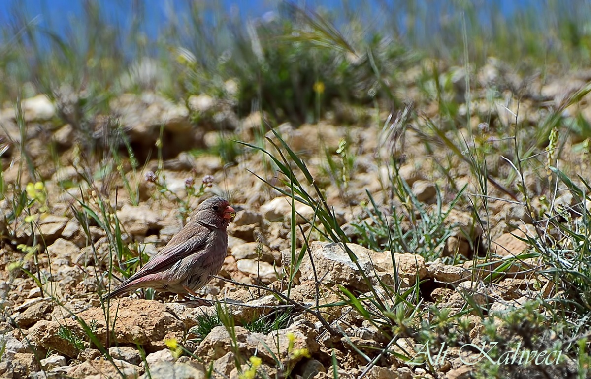 Ad:  183665.jpg
Gsterim: 464
Boyut:  417.3 KB