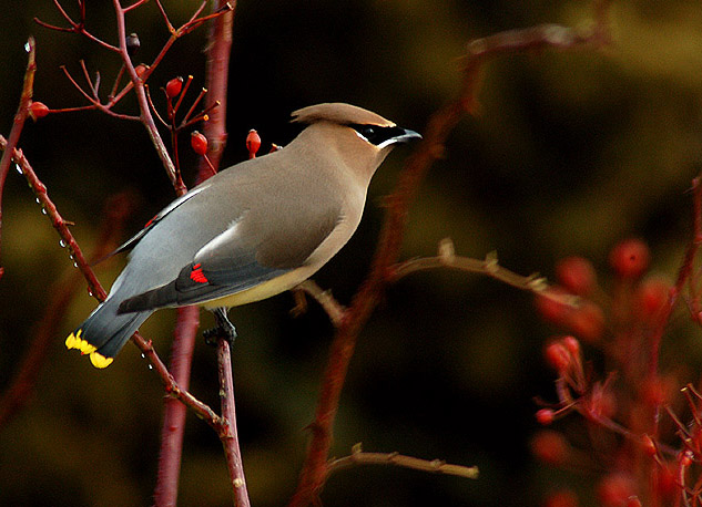Ad:  cedar_waxwing_filtered.jpg
Gsterim: 259
Boyut:  90.6 KB