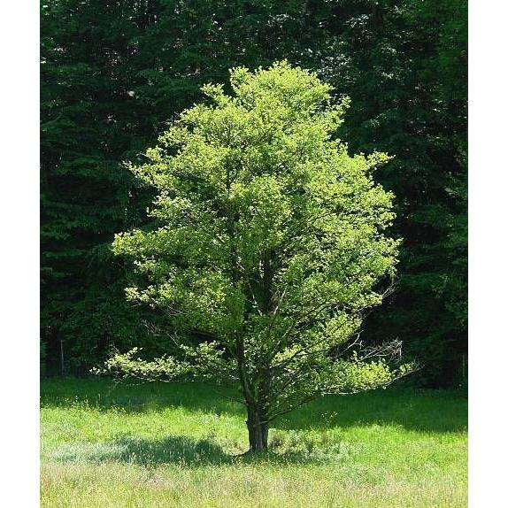 Ad:  AD%C4%B0-KIZILA%C4%9EA%C3%87.jpg
Gsterim: 1383
Boyut:  94.0 KB