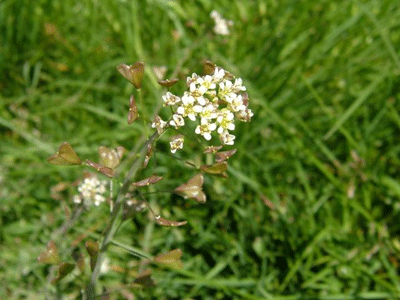 Ad:  cobancanta.gif
Gsterim: 262
Boyut:  104.3 KB