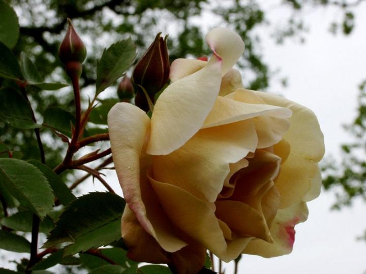 Ad:  twilight%20mist%202.jpg
Gsterim: 325
Boyut:  54.2 KB