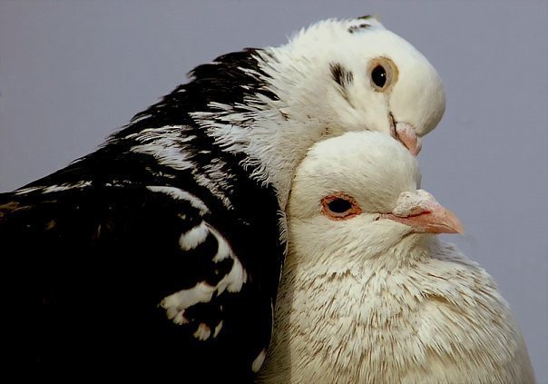 Ad: 7195789_orig.jpg
Gösterim: 140
Boyut: 45.4 KB