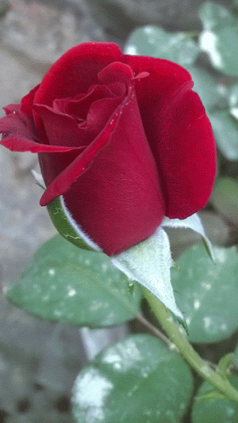 Ad:  gif-664.gif
Gsterim: 2272
Boyut:  524.1 KB