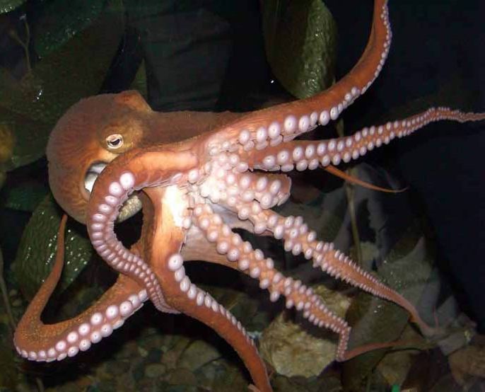 Ad: Yumuşakçalar-2.jpg
Gösterim: 3698
Boyut: 51.2 KB