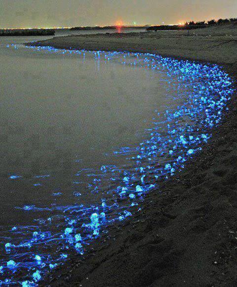 Ad:  lgin-Grntler1.jpg
Gsterim: 127
Boyut:  60.2 KB