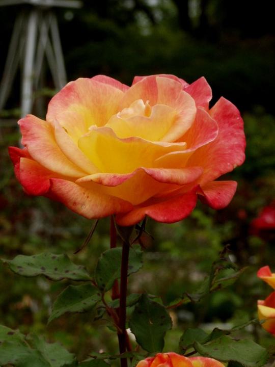 Ad:  rio%20samba%204.jpg
Gsterim: 269
Boyut:  47.4 KB