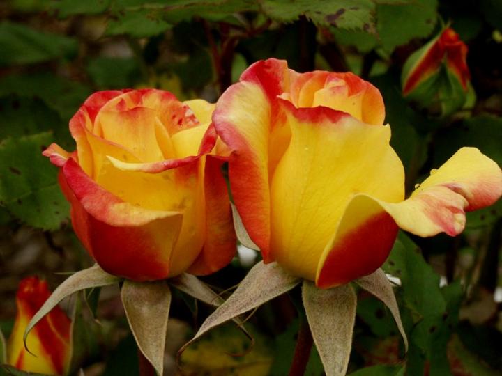 Ad:  rio%20samba%203.jpg
Gsterim: 355
Boyut:  52.7 KB