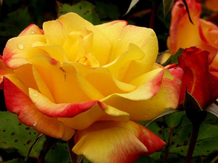 Ad:  rio%20samba%202.jpg
Gsterim: 327
Boyut:  49.5 KB