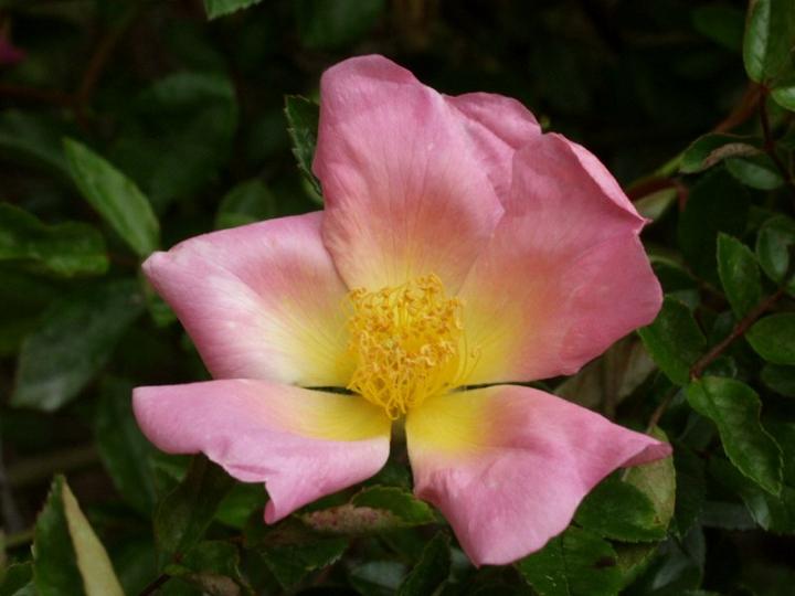 Ad:  pink%20mermaid%202.jpg
Gsterim: 206
Boyut:  45.8 KB