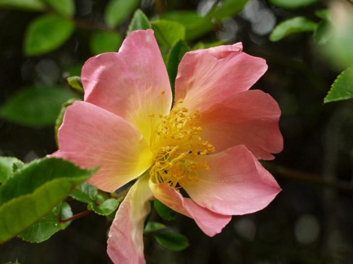 Ad:  pink%20mermaid%201.jpg
Gsterim: 184
Boyut:  46.0 KB