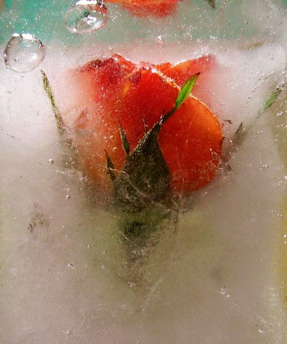 Ad:  frozen_rose_by_pisklaq.jpg
Gsterim: 229
Boyut:  54.7 KB