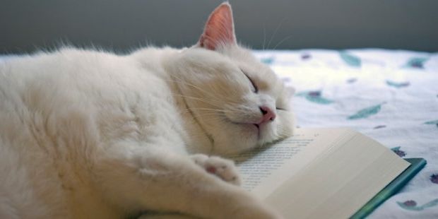 Ad:  kedi kitap.jpg
Gsterim: 425
Boyut:  18.6 KB