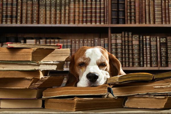 Ad:  yorgun kpek.jpg
Gsterim: 373
Boyut:  52.2 KB