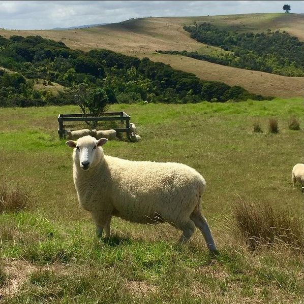 Ad:  yeni zellanda koyunlar2.jpg
Gsterim: 521
Boyut:  104.1 KB