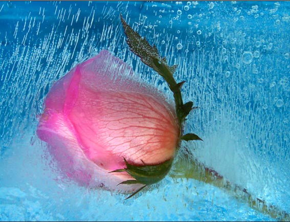 Ad:  rose-w-2.jpg
Gsterim: 232
Boyut:  62.2 KB