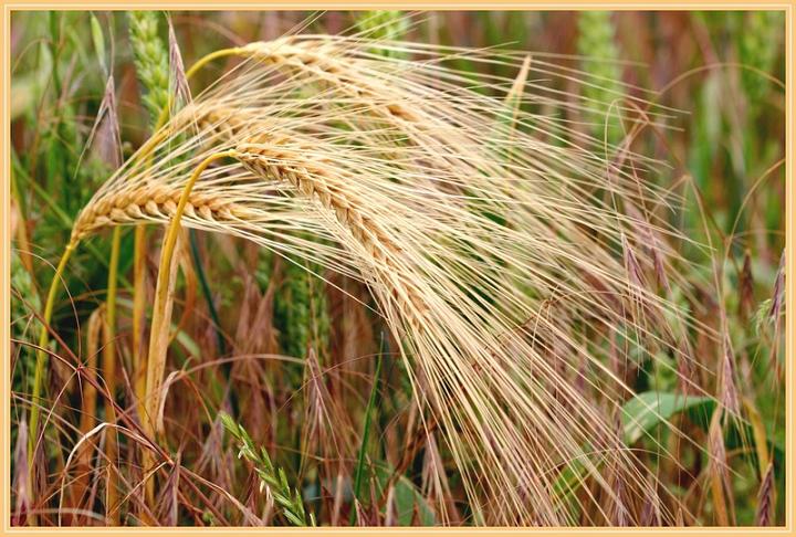 Ad:  epis.jpg
Gsterim: 378
Boyut:  85.5 KB