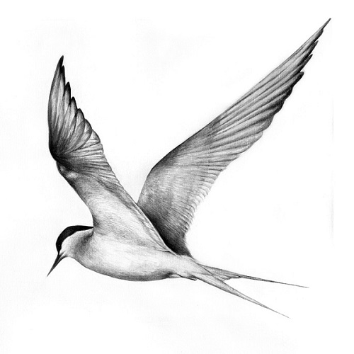 Ad:  -boyutlu-karakalem.JPG
Gsterim: 840
Boyut:  44.8 KB