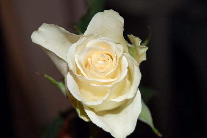 Ad:  flower_resize.jpg
Gsterim: 252
Boyut:  22.9 KB