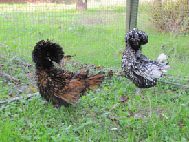 Ad: k10.jpg
Gösterim: 1268
Boyut: 27.1 KB