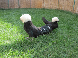 Ad: k19.jpg
Gösterim: 1466
Boyut: 23.7 KB