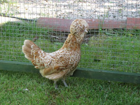 Ad: k14.jpg
Gösterim: 1484
Boyut: 23.3 KB