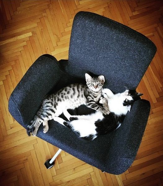 Ad:  erdil kediler.jpg
Gsterim: 295
Boyut:  77.3 KB