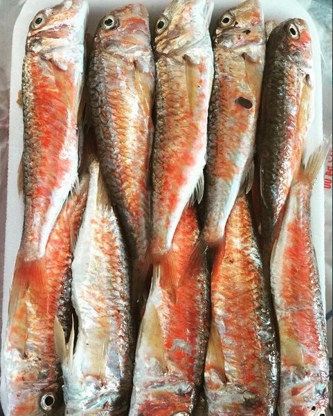 Ad:  tekir barbungiller.jpg
Gsterim: 320
Boyut:  84.5 KB