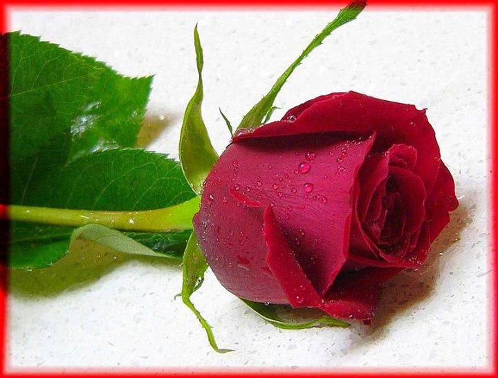 Ad:  frose.jpg
Gsterim: 415
Boyut:  59.8 KB