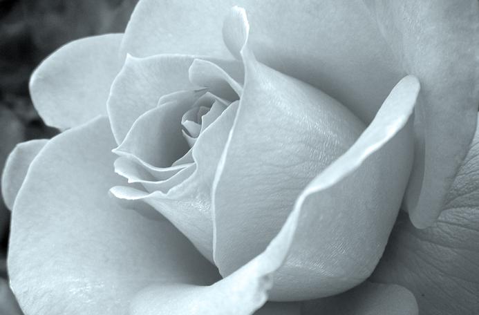 Ad:  whiterose.JPG
Gsterim: 268
Boyut:  29.8 KB