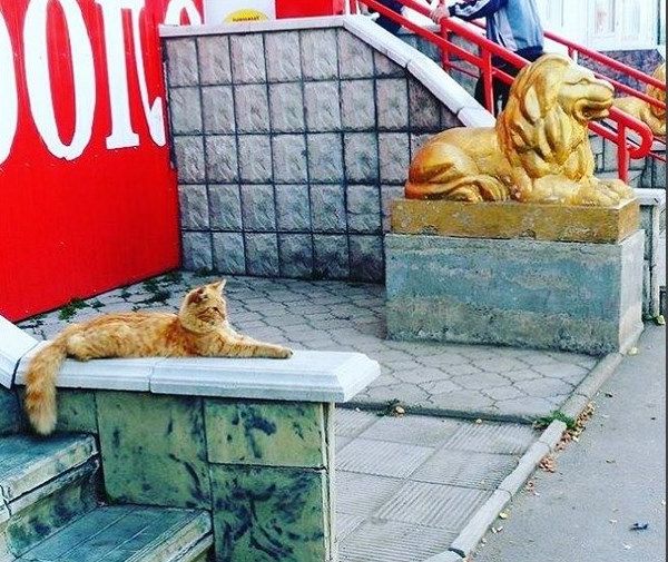 Ad:  komik kedi.jpg
Gsterim: 275
Boyut:  91.4 KB