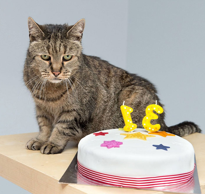 Kedi Nedir? Kedi Ne Demek, Anlamı ve Tanımı