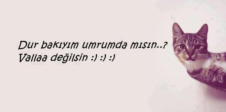 Ad:  32250.jpg
Gsterim: 162
Boyut:  17.8 KB