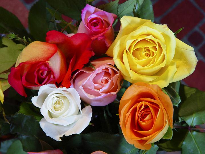 Ad:  flowers-040.jpg
Gsterim: 468
Boyut:  57.9 KB