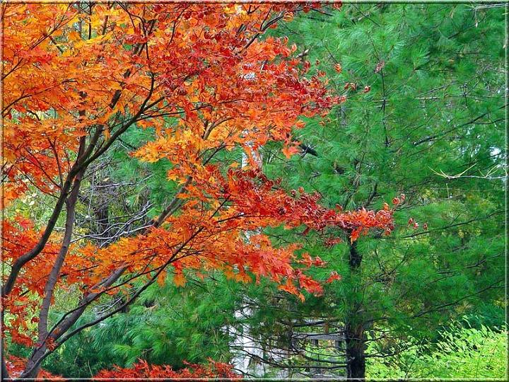 Ad:  trees-in-karyia.jpg
Gsterim: 291
Boyut:  143.4 KB