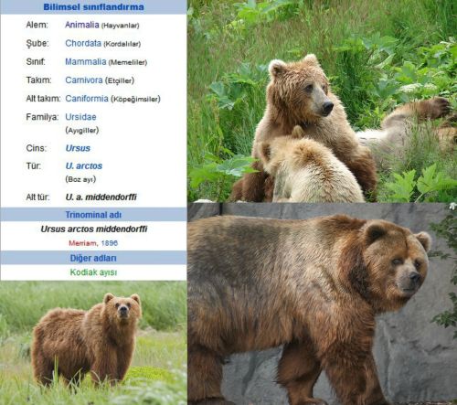 Ad:  Alaska Boz Ays.jpg
Gsterim: 1061
Boyut:  52.0 KB