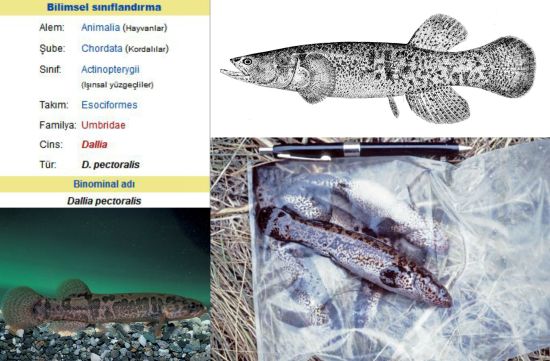 Ad:  Alaska karabal (Dallia pectoralis).jpg
Gsterim: 1209
Boyut:  46.4 KB