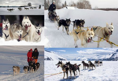 Ad:  Alaska kzak kpei.jpg
Gsterim: 1157
Boyut:  38.5 KB