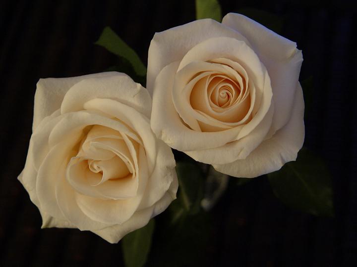 Ad:  rose-037.jpg
Gsterim: 302
Boyut:  26.8 KB